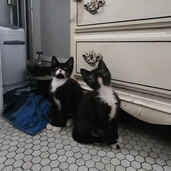 Pamela -  Domestic Medium Hair Cat for Adoption in Chicago, Illinois - Pamela | PetCurious