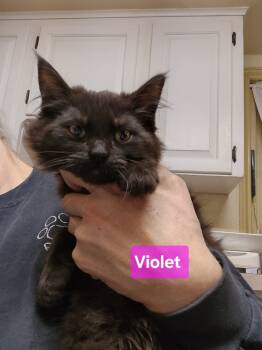 Rescue Domestic Long Hair and Maine Coon Cats for Adoption in East Greenville, Pennsylvania - Violet | PetCurious