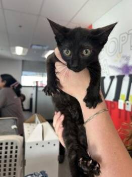 Suitland -  Domestic Short Hair Cat for Adoption in West Chester, Pennsylvania - Suitland | PetCurious