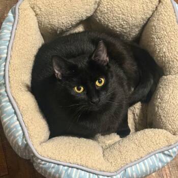 Domestic Short Hair Cats Available for Adoption - Onyx | PetCurious