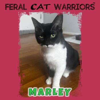 Marley EH -  Domestic Short Hair Cat for Adoption in Kingman, Arizona - Marley EH | PetCurious