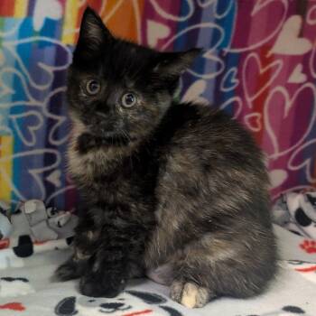 Phoebe -  Domestic Short Hair Cat Available for Adoption - Phoebe | PetCurious