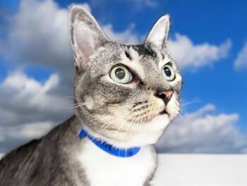 Domestic Short Hair Cats Available for Adoption in Fort Lauderdale, Florida - TIM | PetCurious