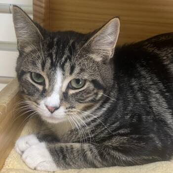 Dilly -  Domestic Short Hair Cat for Adoption in New Philadelphia, Ohio - Dilly | PetCurious