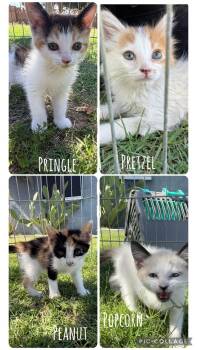 Popcorn -  Domestic Short Hair Cat for Adoption in San Tan Valley, Arizona - Popcorn | PetCurious