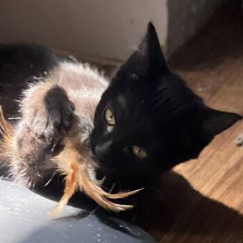 Sugarbeet -  Domestic Short Hair Cat for Adoption in Laramie, Wyoming - Sugarbeet | PetCurious
