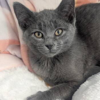 Swisher -  Domestic Short Hair Cat for Adoption in Watertown, New York - Swisher | PetCurious