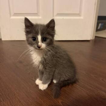 Garrick -  Domestic Long Hair Cat for Adoption in Hedgesville, West Virginia - Garrick | PetCurious
