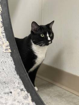 Rescue Domestic Short Hair Cats for Adoption in Geneseo, Illinois - Wanda Maximoff | PetCurious