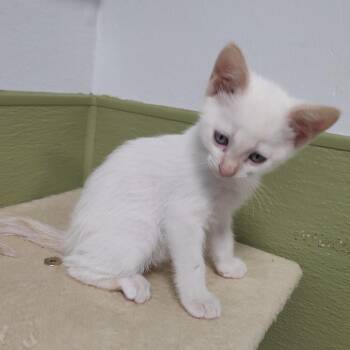 Cloud -  Domestic Short Hair Cat for Adoption in Driggs, Idaho - Cloud | PetCurious