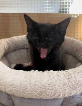 Buzz -  Domestic Short Hair Cat for Adoption in Courtenay, British Columbia - Buzz | PetCurious