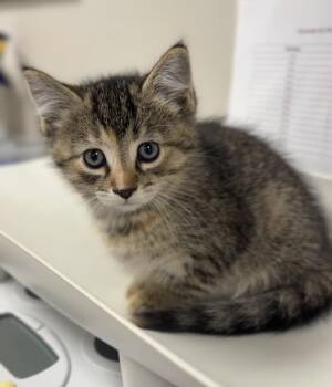 Basil -  Domestic Short Hair Cat Available for Adoption in Bemidji, Minnesota - Basil | PetCurious