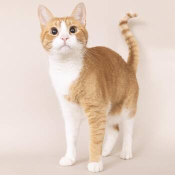 Domestic Short Hair Cats Available for Adoption - Mason | PetCurious