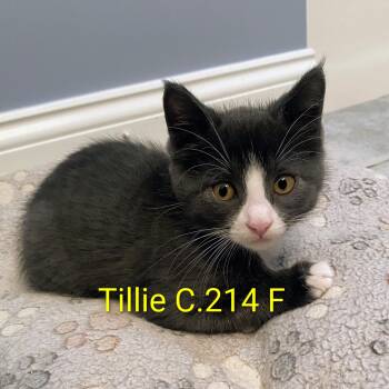 Foster Tillie -  Domestic Short Hair Cat for Adoption in Batavia, New York - Foster Tillie | PetCurious