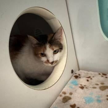 Adley -  Domestic Short Hair Cat for Adoption in Lake Jackson, Texas - Adley | PetCurious