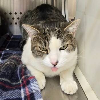 Rescue Domestic Short Hair Cats for Adoption in Denver, Colorado - Libby | PetCurious