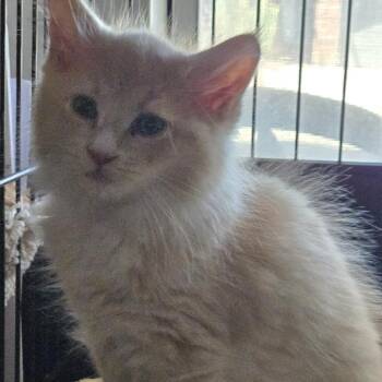 Captain Whiskers aka Cappy -  Persian Cat for Adoption in Phoenix, Arizona - Captain Whiskers Aka Cappy | PetCurious