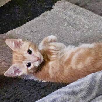 Ron Weasley* -  Domestic Short Hair Cat for Adoption in San Gabriel, California - Ron Weasley* | PetCurious