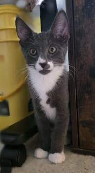 Kelvin -  Domestic Short Hair Cat for Adoption in Mechanicsburg, Pennsylvania - Kelvin | PetCurious