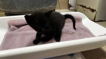 DINO -  Domestic Short Hair Cat for Adoption in Grand Prairie, Texas - DINO | PetCurious