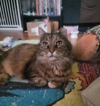 Empress Eggplant -  Domestic Medium Hair Cat for Adoption in Cincinnati, Ohio - Empress Eggplant | PetCurious