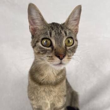 Rescue Domestic Short Hair Cats for Adoption in Johnson City, Tennessee - Purrie B | PetCurious