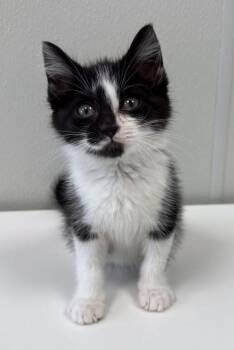 Alma -  Domestic Short Hair Cat for Adoption in Hornell, New York - Alma | PetCurious