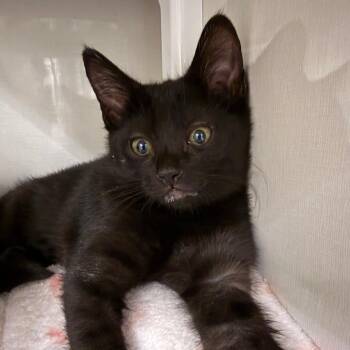 Dahlia -  Domestic Short Hair Cat for Adoption in Redwood City, California - Dahlia | PetCurious