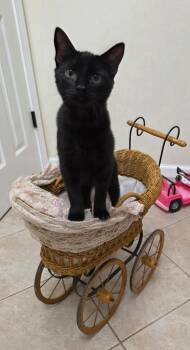 Domestic Short Hair Cats Available for Adoption - Wednesday | PetCurious
