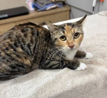 Rescue Domestic Short Hair Cats for Adoption in San Luis Obispo, California - Nessa Rose | PetCurious