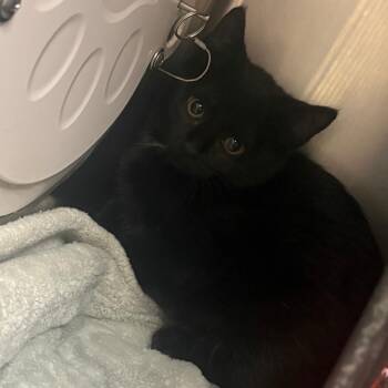 Clover -  Domestic Short Hair Cat for Adoption in Brockton, Massachusetts - Clover | PetCurious