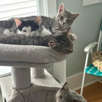 Loafer -  Domestic Short Hair Cat for Adoption in Evanston, Illinois - Loafer | PetCurious