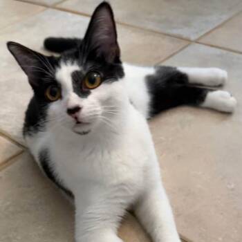 Shaka -  Domestic Short Hair Cat for Adoption in Jupiter, Florida - Shaka | PetCurious