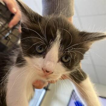 MAGGIE -  Domestic Short Hair Cat for Adoption in Alameda, California - MAGGIE | PetCurious