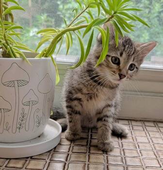 Lionel -  Tabby and Domestic Short Hair Cat for Adoption in Skyline, Minnesota - Lionel | PetCurious