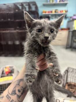 Rescue Domestic Short Hair Cats for Adoption in Albuquerque, New Mexico - Caveman Carl | PetCurious