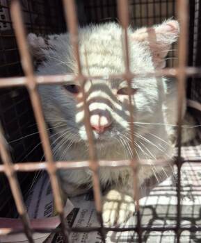 Domestic Short Hair Cats Available for Adoption in San Antonio, Texas - MARSHMALLOW | PetCurious