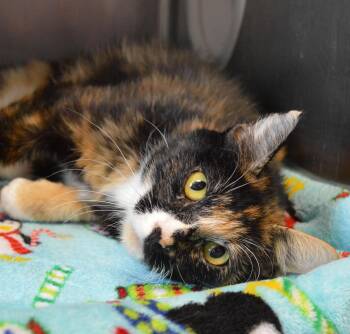 Mandy -  Domestic Short Hair Cat for Adoption - Mandy | PetCurious