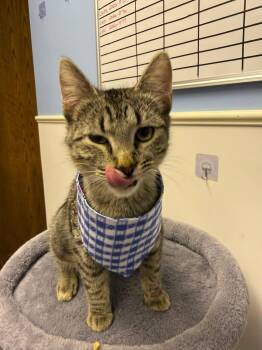Domestic Short Hair Cats Available for Adoption in Sparta, Illinois - Serena | PetCurious
