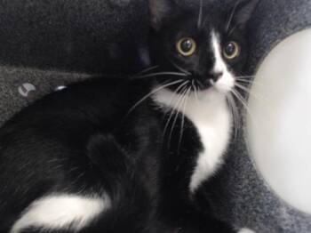 STING -  Domestic Short Hair Cat for Adoption in Orlando, Florida - STING | PetCurious