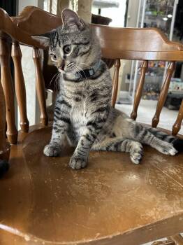 Shawn INDOOR ONLY -  Domestic Short Hair Cat for Adoption in Stockton, California - Shawn INDOOR ONLY | PetCurious