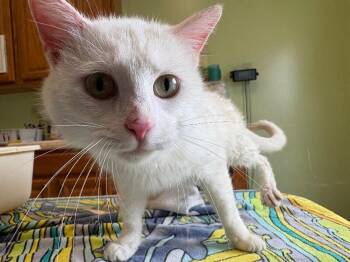 Angel -  Domestic Short Hair Cat for Adoption in Warren, Pennsylvania - Angel | PetCurious