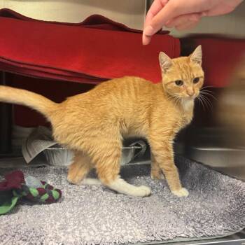 Birdseed -  Domestic Short Hair Cat for Adoption in Charlottesville, Virginia - Birdseed | PetCurious