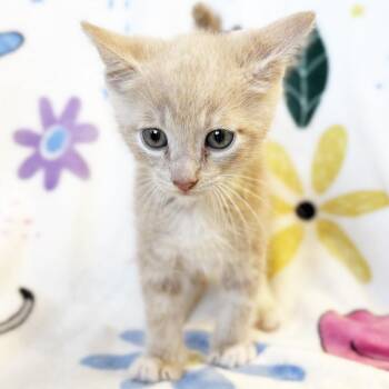 Toasted -  Domestic Short Hair Cat for Adoption in Mt. Juliet, Tennessee - Toasted | PetCurious