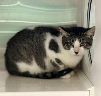 Domestic Short Hair Cats Available for Adoption in Fort Worth, Texas - Lane | PetCurious