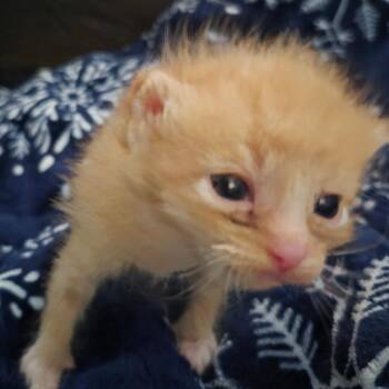 Peanut -  Domestic Medium Hair Cat for Adoption in Grantsville, Utah - Peanut | PetCurious