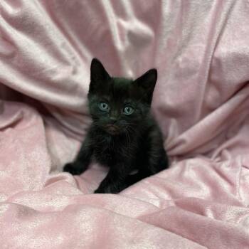 Domestic Short Hair Cats Available for Adoption in Los Angeles, California - Lyra | PetCurious