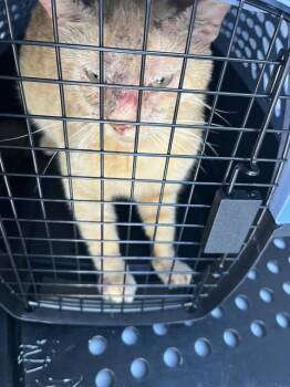 Domestic Short Hair Cats Available for Adoption - A134918 | PetCurious