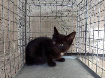 Domestic Short Hair Cats Available for Adoption in Fort Lauderdale, Florida - A2474286 | PetCurious