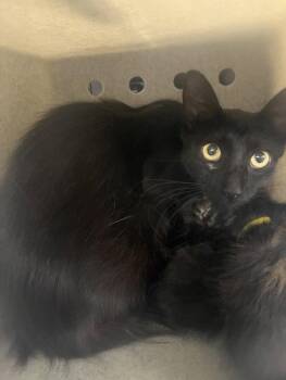 A228629 -  Domestic Short Hair Cat for Adoption in Woodland, California - A228629 | PetCurious